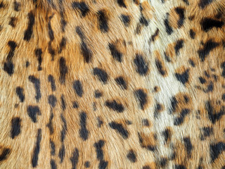 Leopard fur texture