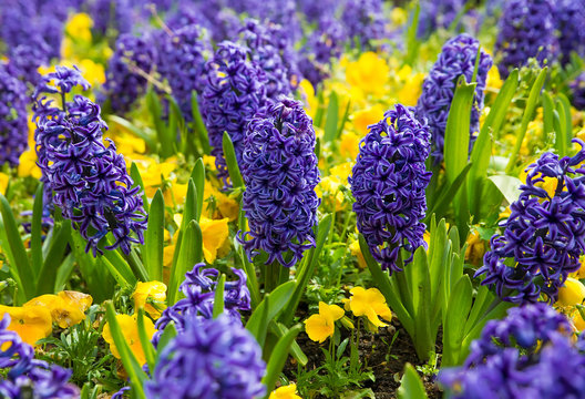 Fototapeta Blue hyacinths on a bed of autumn floral background
