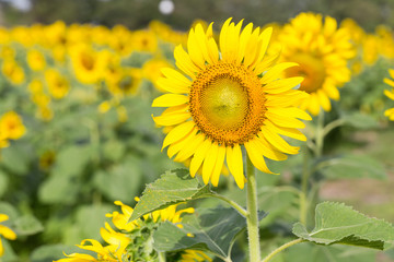 sunflowers in the farm