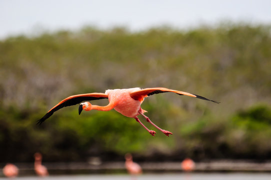 A Flamingo in flight
