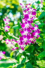 Naklejka premium purple orchid in the garden