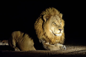 Male lion resting at night
