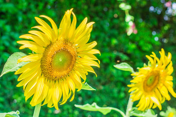 sunflowers in the garden.