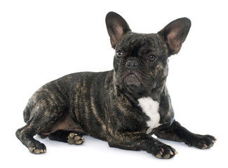 brown french bulldog
