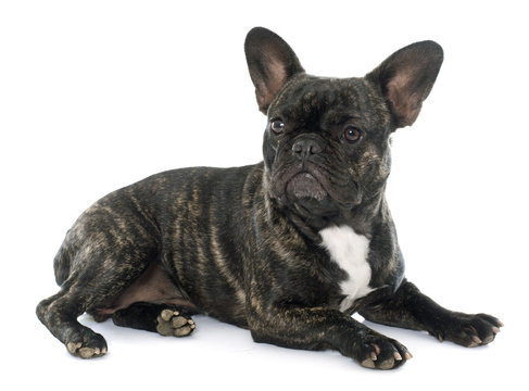 Brown French Bulldog