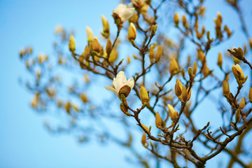 White magnolia tree blossom
