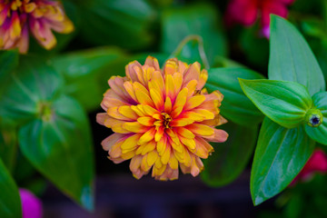Vivid close up Zinnia flower