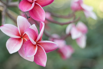 Fototapeta na wymiar pink plumeria flowers (plumeria)