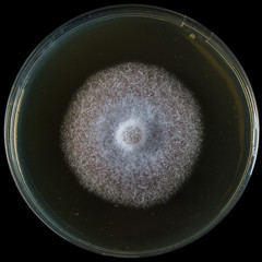 Piastra petri con microrganismi