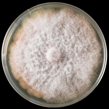 Coltura fungina in gel di agarosio