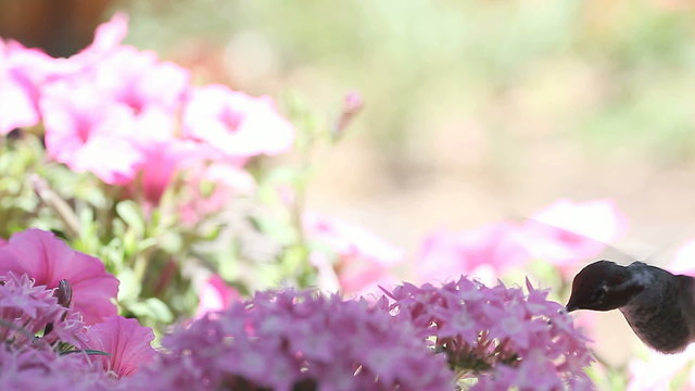 A ruby-throated hummingbird feeds among pale pink flowers.