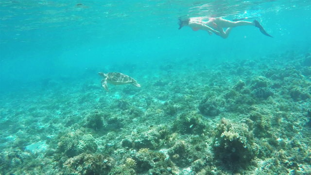Slow motion shot of a woman in a bikini following a sea turtle, both moving camera left.
