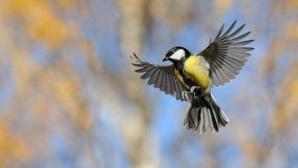 Flying Great Tit in bright autumn day - 98178231
