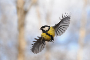 Front view of flying Great tit