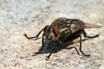 Obraz premium Mosca comune