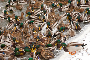 Active ducks in the river