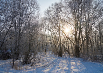 Sun shines in winter forest