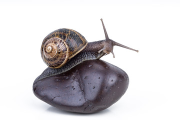 Chiocciola su pietra nera