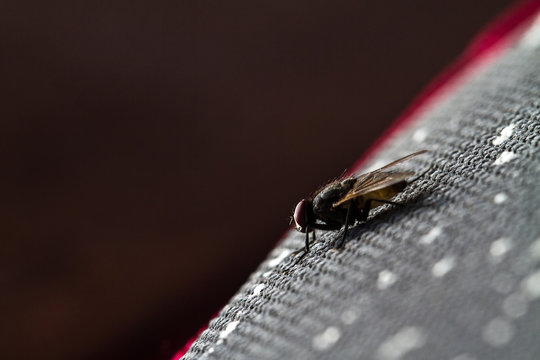 Mosca comune