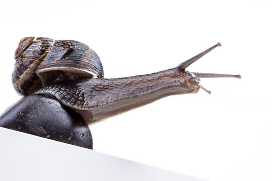 Chiocciola su pietra nera