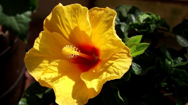 Fleur d'hibiscus