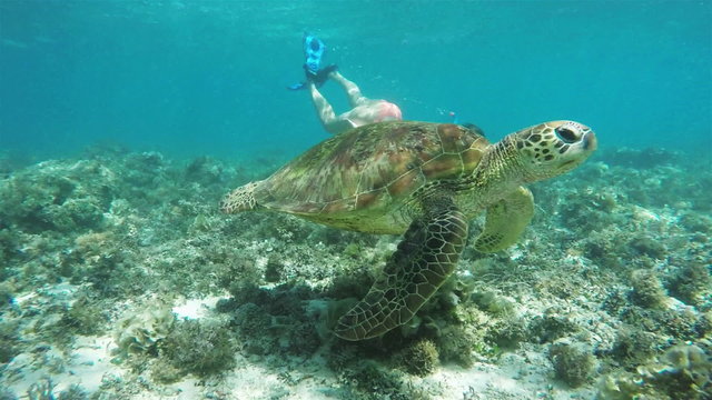 Beautiful take of a white girl in a bikini snorkeling wit a sea turtle snow motion shot.
