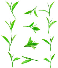 green tea leaf isolated on white background