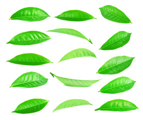 green tea leaf isolated on white background