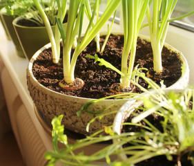 Young plant of onion growing in pot on windowsill