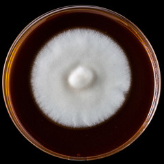 Piastra Petri
