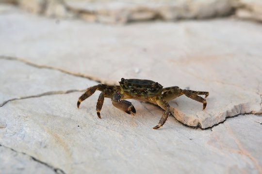 eine Krabbe am Ufer der Adria in Kroatien