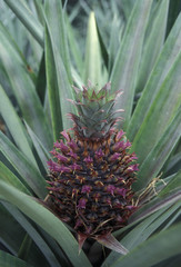 Fototapeta premium INDIAN OCEAN SEYCHELLES PINEAPPLE PLANTATION