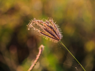 reed grass closeup on foggy morning