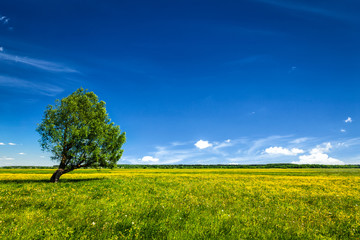 Green field scenery lanscape with single tree