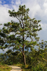 Fototapeta premium Pine tree.