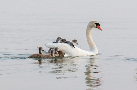 Swan family