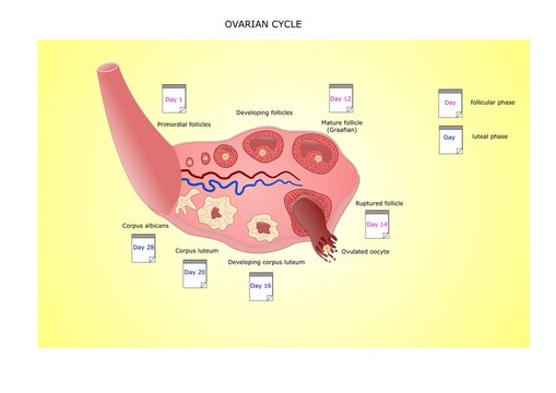ciclo ovulatorio: dai follicoli prematuri all'ovulazione, fino alla formazione del corpo luteo