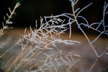 Frosted Tall Grass