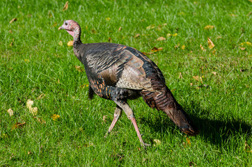 Wild Turkey