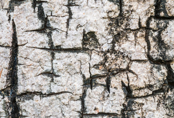 Closeup cracked skin of trunk of tree texture background