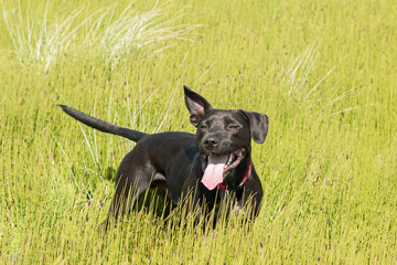 Happy black dog playing in long grass