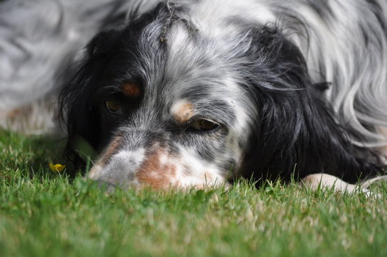 Chien