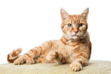 Cute Ginger Cat