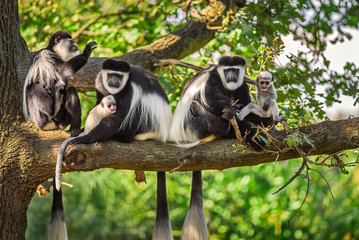 Une troupe de singes guereza à manteau joue avec deux nouveau-nés