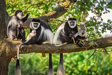 Papier Peint photo Singe Une troupe de singes guereza à manteau joue avec deux nouveau-nés