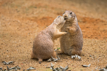 Two prairie dogs sharing their food