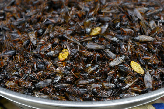 Insectos cocinados