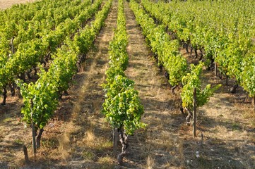 Vineyard in France