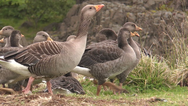 greylag geese in iceland closeup