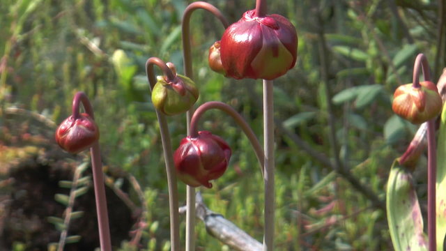 Purple pitcher plants (Sarracenia purpurea), also known as northern pitcher plants are carnivorous plants